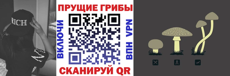 закладка  Богородицк  Галлюциногенные грибы Magic Shrooms 
